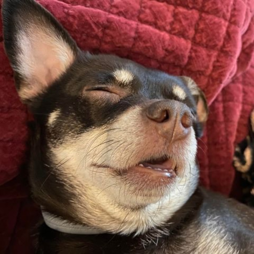 Meet your Posher, Tracie